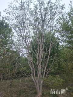 高度800厘米丛生紫薇