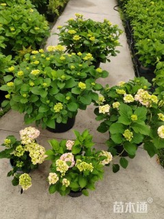 高度50厘米木绣球