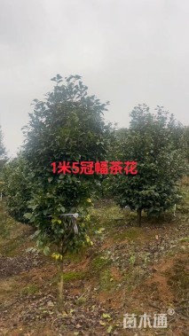 高度180厘米茶花