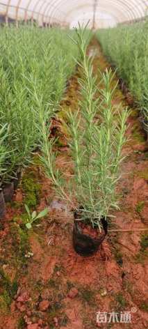 高度25厘米迷迭香