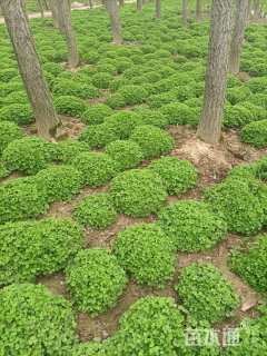 高度25厘米红花酢浆草