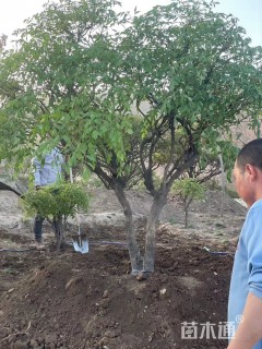 高度300厘米紫斑牡丹