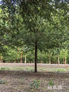 20公分弗吉尼亚栎