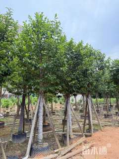 12公分乐昌含笑