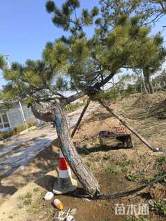 20公分造型黑松