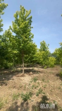 16公分金叶复叶槭