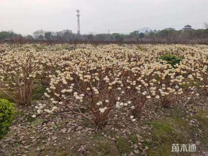 高度100厘米结香