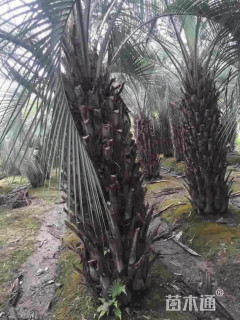 裸干高50厘米布迪椰子