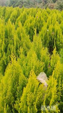 冠幅100厘米洒金柏球