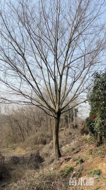 25公分朴树