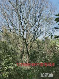 66公分朴树