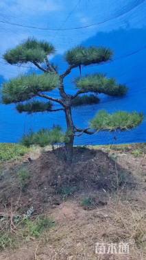 19公分造型油松