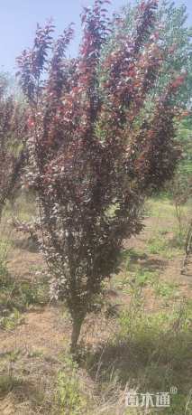 高度2500厘米密枝红叶李