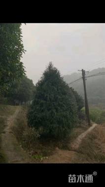 10公分南方红豆杉