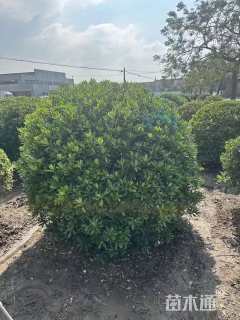 冠幅200厘米海桐球