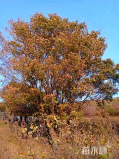 高度850厘米丛生五角枫