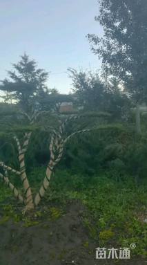 10公分东北红豆杉