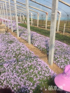 高度13厘米芝樱