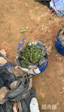 高度25厘米六月雪