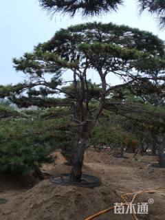 15公分造型黑松