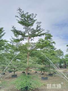 10公分细叶榄仁