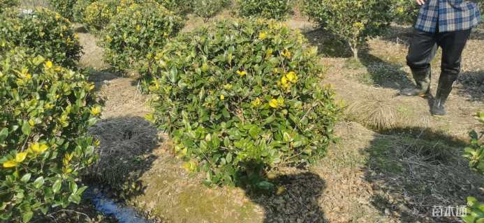 冠幅130厘米金森女贞球