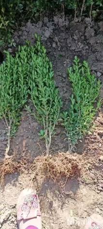 高度50厘米豆瓣黄杨