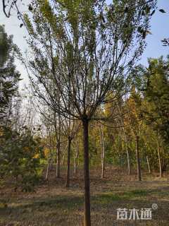 17公分速生国槐