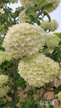 高度10厘米木绣球