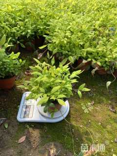 高度25厘米火焰南天竹