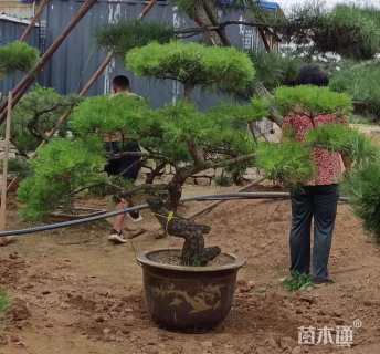 21公分造型油松