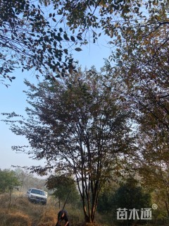 50公分丛生榉树