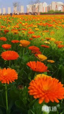 金盏菊种子金盏菊种子