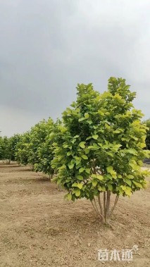 高度400厘米丛生玉兰