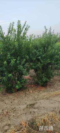 高度2600厘米丛生花石榴