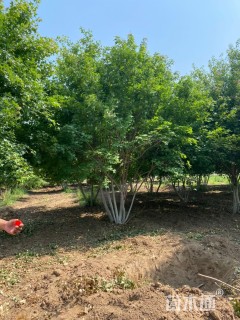 高度400厘米丛生元宝枫