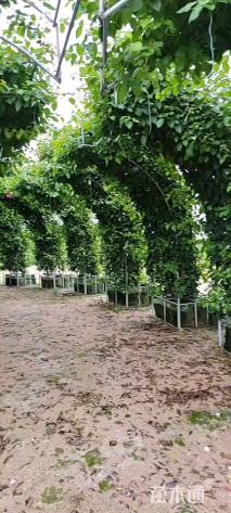 高度300厘米三角梅