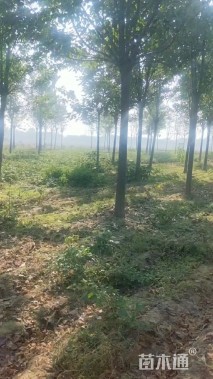 15.1公分楸树