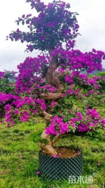 15公分造型三角梅