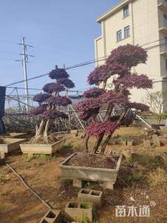 高度150厘米红花继木