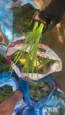 高度20厘米水生鸢尾