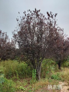 高度150厘米丛生红叶李