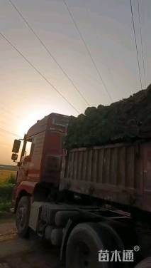 草卷状百慕大草