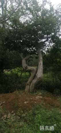 55公分(4杆)丛生朴树