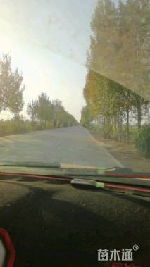 150公分速生白蜡