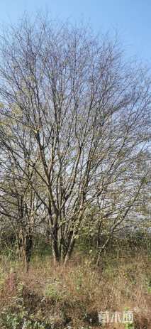 34公分朴树