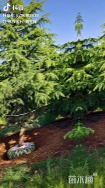 高度600厘米雪松