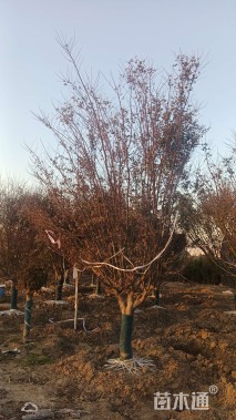 10公分日本红枫