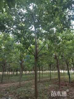15公分楸树