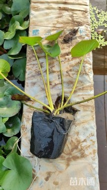 高度30厘米睡莲